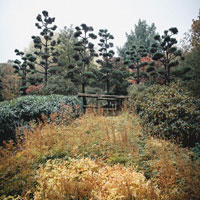 Picture of trees losing their leaves