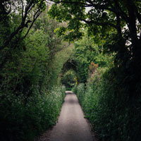 Picture of a road leading through a green forest